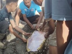 Horor Di Buton Selatan: Kakek La Noti Ditemukan Tewas Di Dalam Perut Ular Piton Raksasa