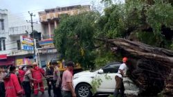 Pohon Tumbang Timpa Kendaraan di Jalan Wolter Monginsidi, Petugas Sigap Lakukan Evakuasi