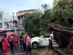 Pohon Tumbang Timpa Kendaraan di Jalan Wolter Monginsidi, Petugas Sigap Lakukan Evakuasi