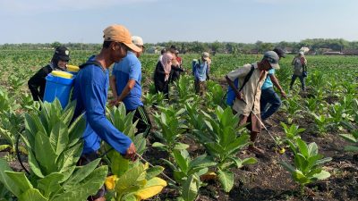 Tembakau Tak Masuk Skema Subsidi Pusat, Pemkab Jombang Gelontorkan Rp 5 Miliar untuk Petani