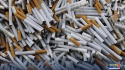 Operasi Senyap Bea Cukai Pantoloan: 240 Ribu Batang Rokok Ilegal Digagalkan di Jalur Trans Parigi–Palu