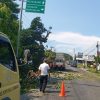 Mitigasi Cuaca Ekstrem, PUPR Jombang Tertibkan Pohon Rawan di Jalur Strategis
