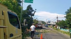 Mitigasi Cuaca Ekstrem, PUPR Jombang Tertibkan Pohon Rawan di Jalur Strategis