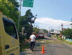 Mitigasi Cuaca Ekstrem, PUPR Jombang Tertibkan Pohon Rawan di Jalur Strategis